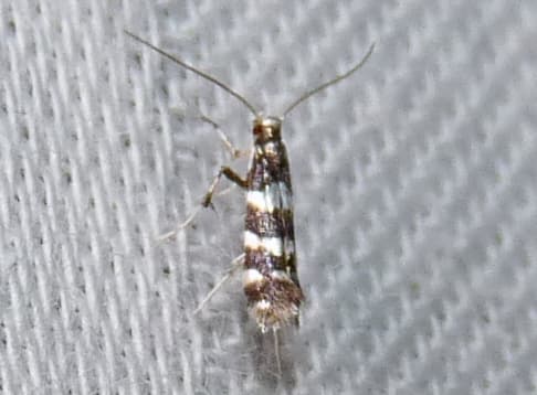 Viburnum Leaf Miner Moth
