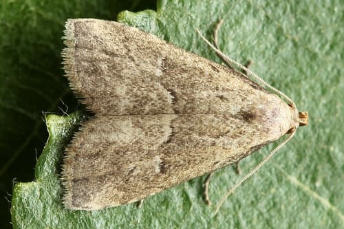 Marsh Oblique-barred
