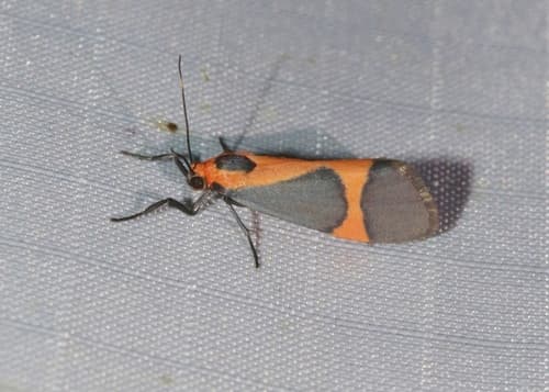 Martin's Lichen Moth