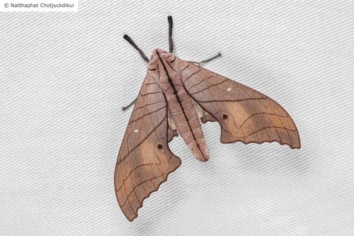 Crested Marumba Hawk-moth