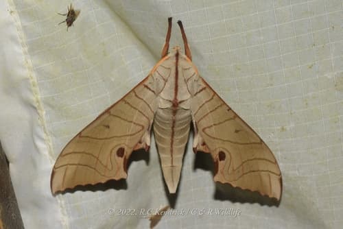 Large Swirl Hawkmoth