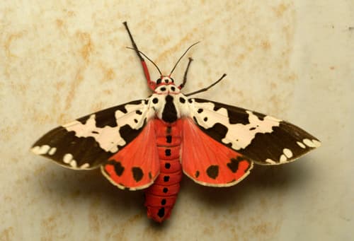 Matheran Moth