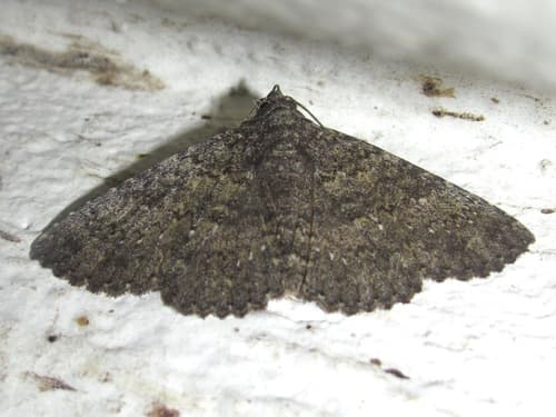 Darker Matigramma Moth