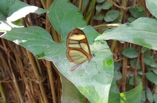 Cymo Glasswing