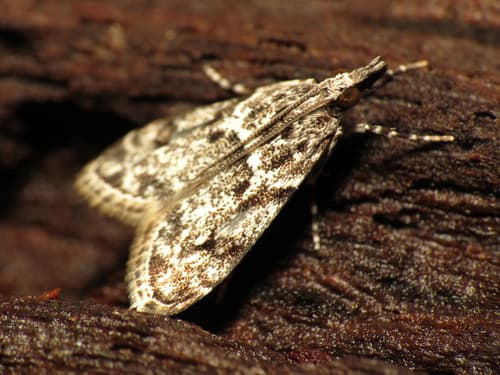 McDunnough's Eudonia