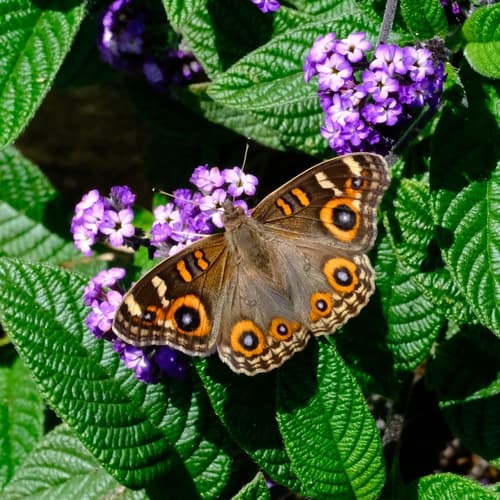 Meadow Argus