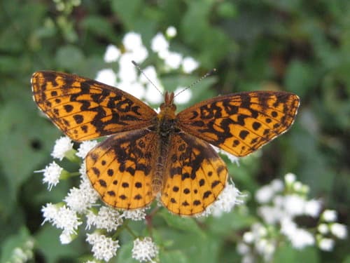 Meadow Fritillary