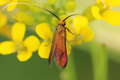 Meadow Longhorn