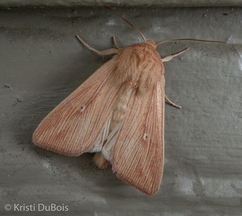Meadow Wainscot Moth