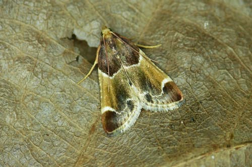 Meal moth