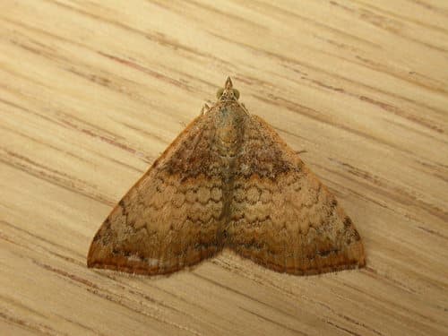 Mecynata Moth