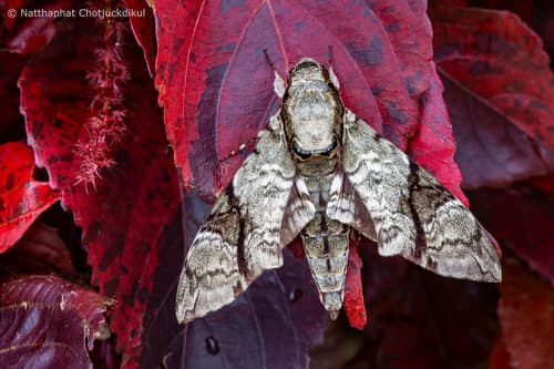 Oblique-striped Hawk-moth