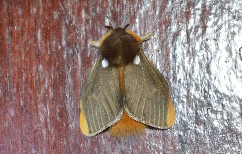 White-spotted Flannel Moth