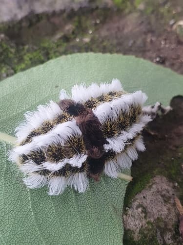 Flannel Moth Caterpillar