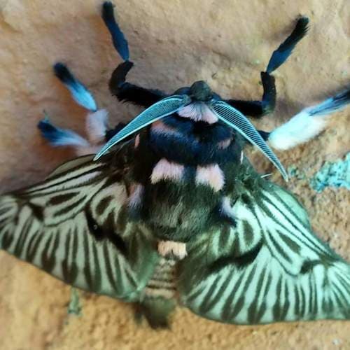 Black-waved Flannel Moth