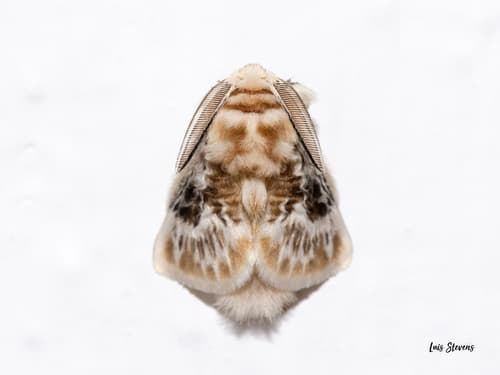 Ravida Flannel Moth