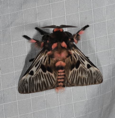 Stinging Flannel Moth