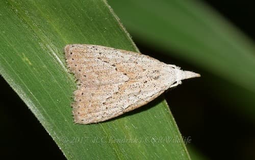 Pale Nola Moth