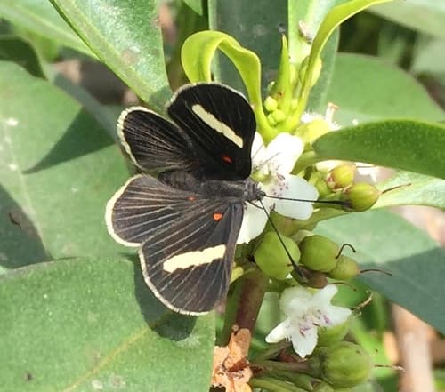 White-striped Metalmark