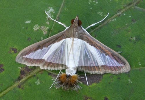 Melonworm Moth