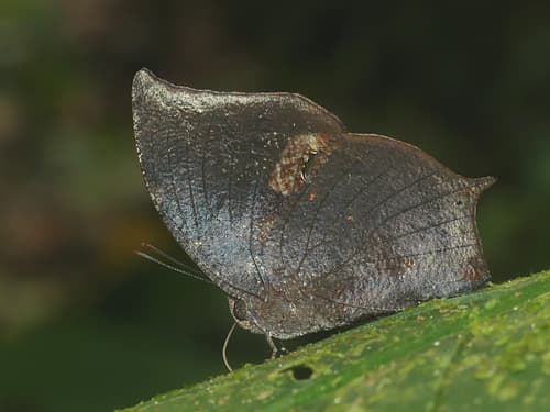 Moruus Leafwing
