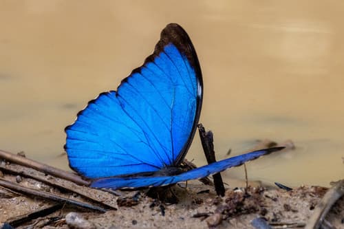 Menelaus Morpho