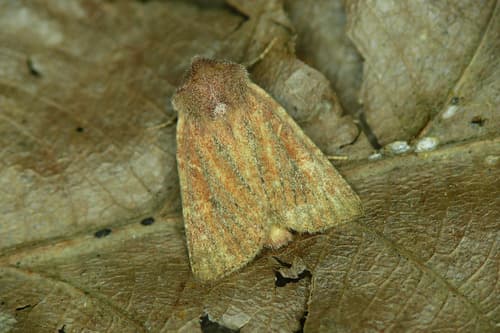 Mere Wainscot