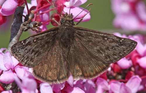 Meridian Duskywing