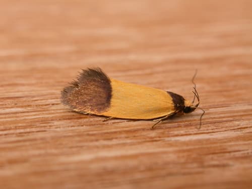 Merocroca automima Moth