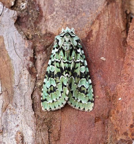 Merveille du Jour