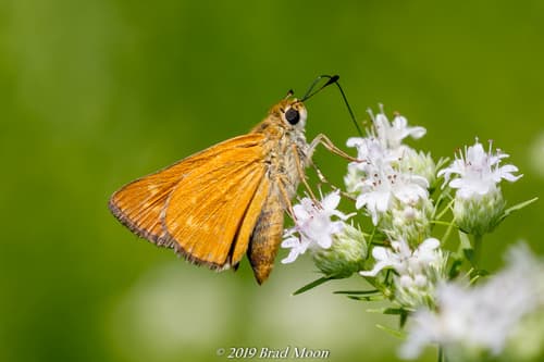 Meske's Skipper