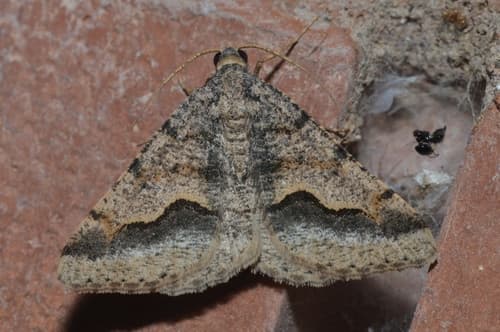 Mesquite Looper Moth