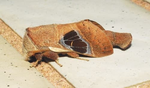 Gemella Lappet Moth