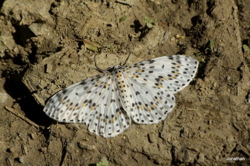 Metapercnia ductaria