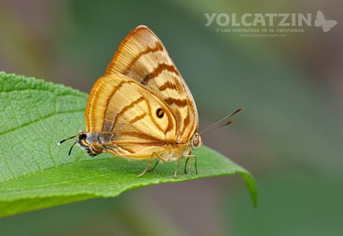 Meton Hairstreak