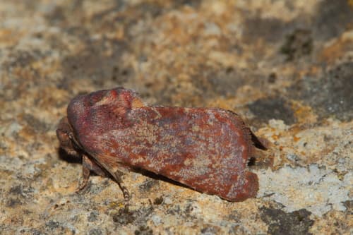 Metopoceras felicina