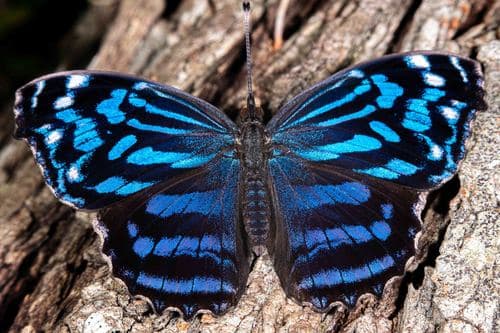 Mexican Bluewing