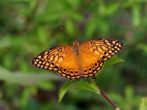 Mexican Fritillary