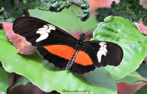 Mexican Longwing