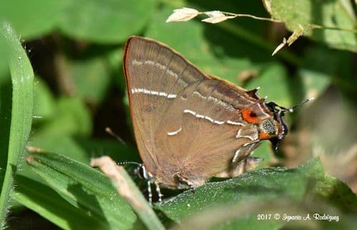 Mexican-M Hairstreak