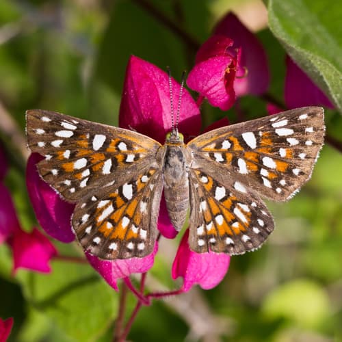 Mexican Metalmark