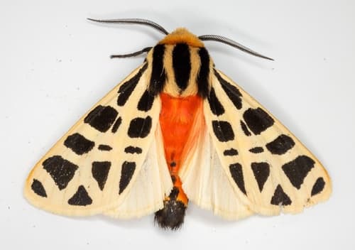 Mexican Tiger Moth