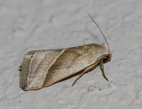 Micrathetis dasarada