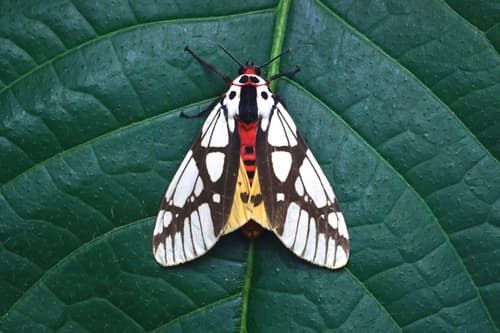 Milky Tiger Moth