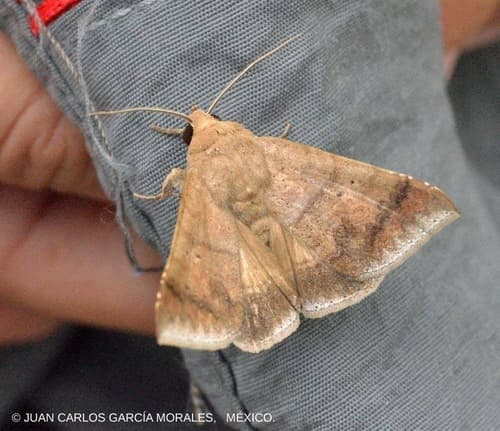 Mimophisma delunaris