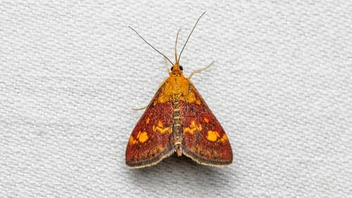 Mint Moth