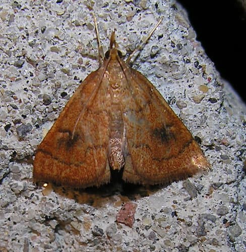 Mint Root Borer Moth