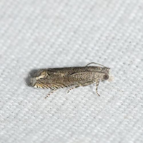 Minute Ragweed Borer