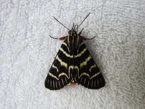 Mistletoe Moth