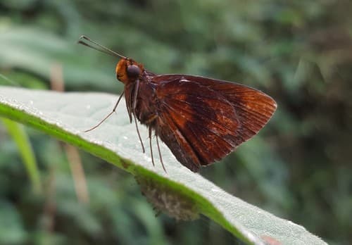 No widely accepted common name